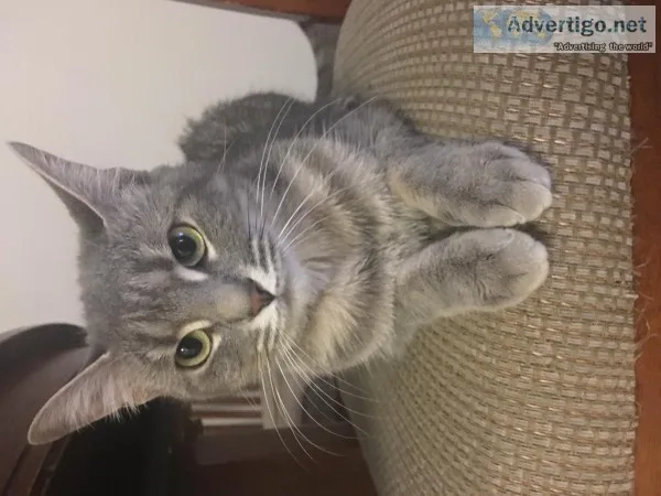 3 year old cat