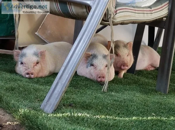 Pot-Belly Piglets