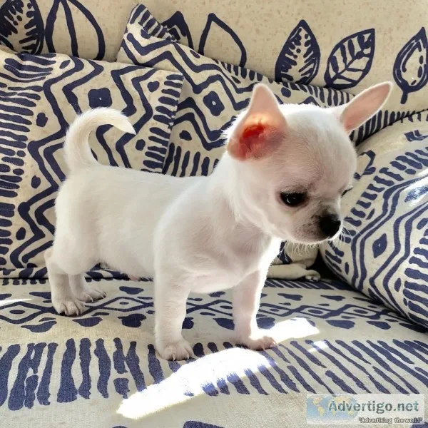 AKC Chihuahua Puppies  For   Adoption