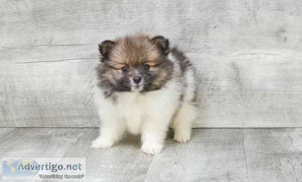 Cute Teacup Pomeranian puppies for sale