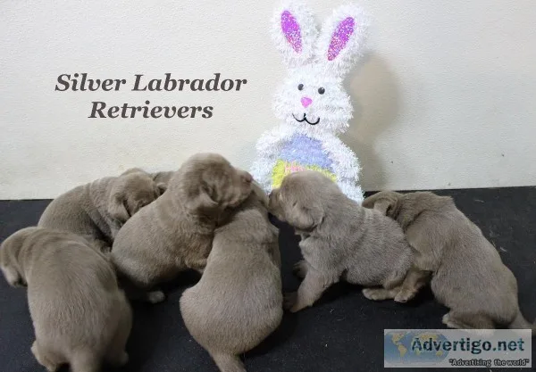 Silver Labrador Retriever Puppies