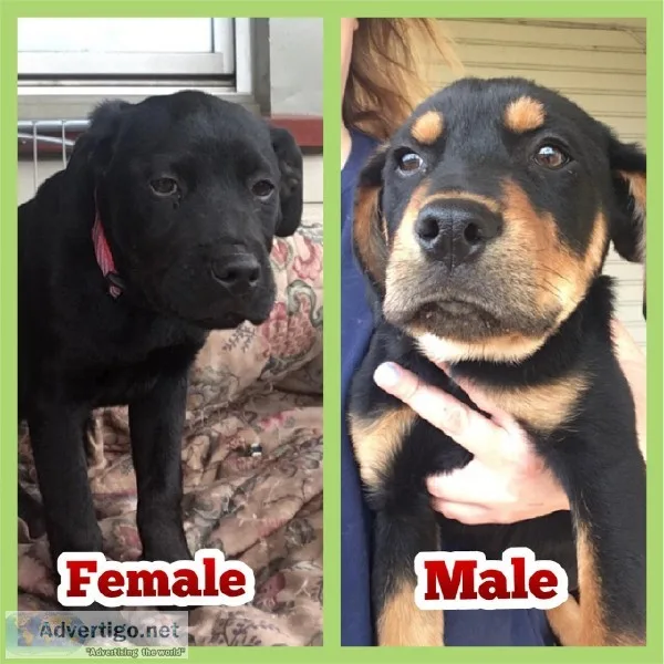 2 Mastifflab pups left