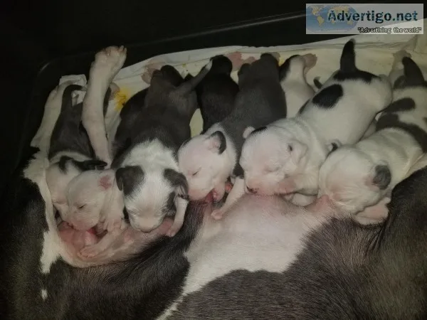 Pure Bred Pitbull Puppies