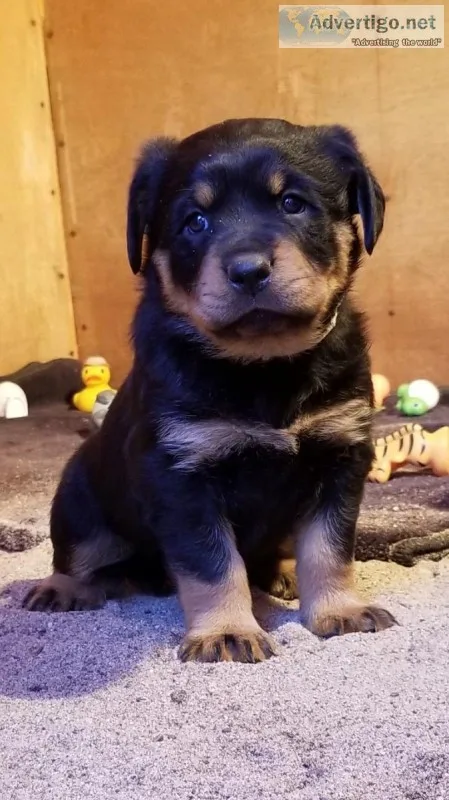 Rottweiler puppies