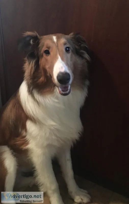 6 12 Month Old Shelties