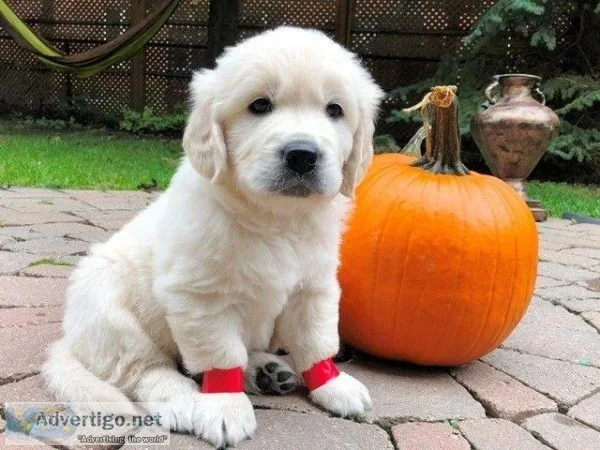 Golden retriever puppies for new homes and families