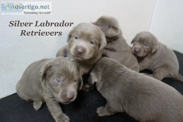 Silver Lab Male