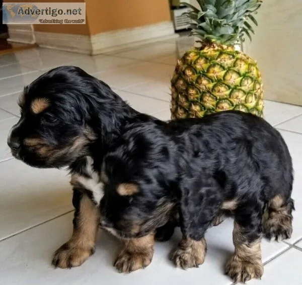 English Cocker Spaniel puppies for sale