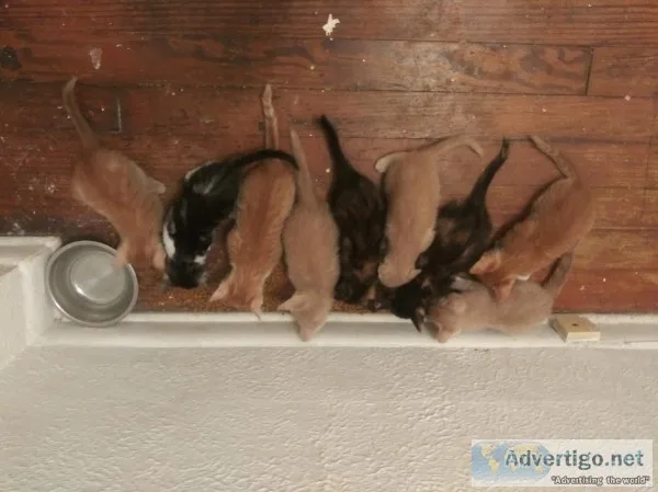 FREE KITTENS 