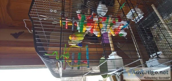 Love Birds- Pair