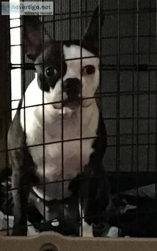 Boston Terriers Rule
