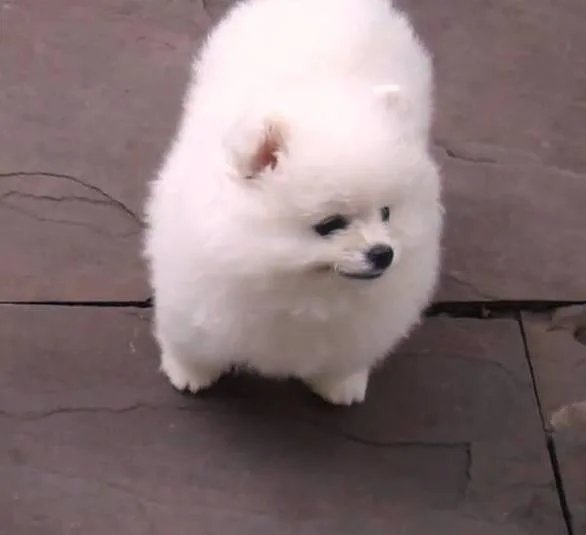 Jim and jina my lovely pomeranian pups