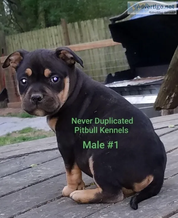 UKC PR American Pit Bull Terrier Pocket Bully