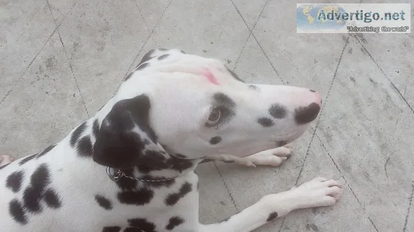 I have 1 year dalmation