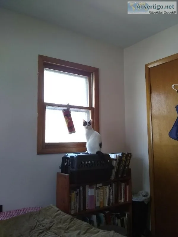 free cat and supplies