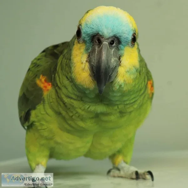 African grey parrot
