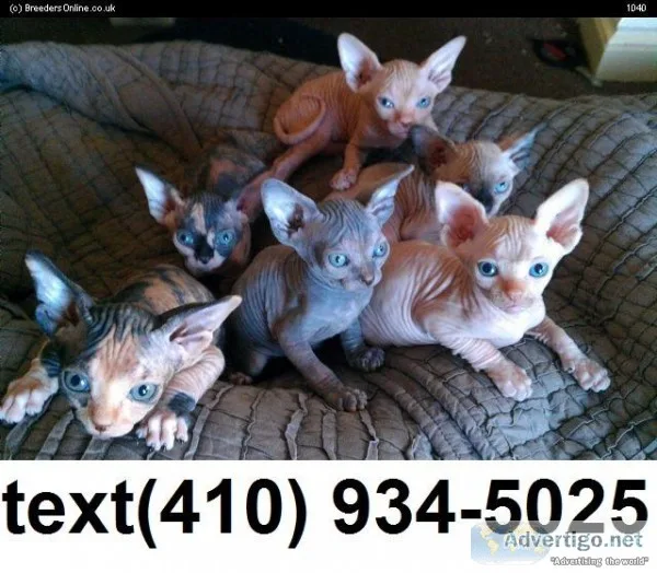 Stunning Hairless sphynx kittens for sale