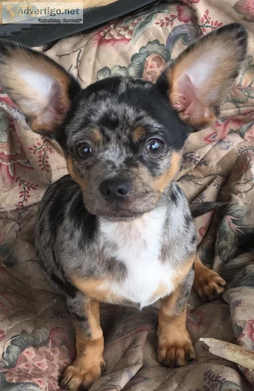 Blue merle Shi chi
