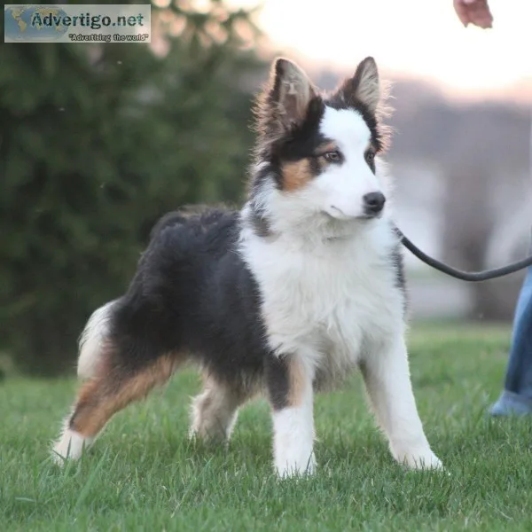 Gyp(Mini Australian ShepherdCollie)