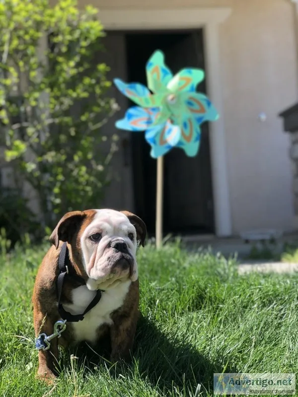 English Bullpuppies