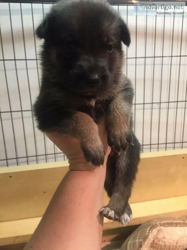 German shepherd puppy red and black