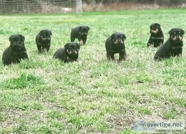 PURE BRED ROTTWEILER PUPPIES