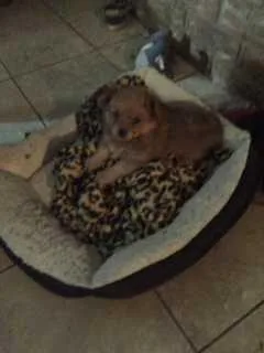 Pomeranian - Yorkie Mixed Puppy 8 weeks