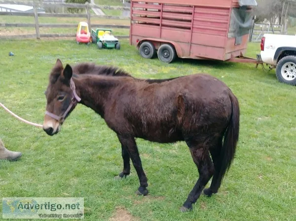 Mule