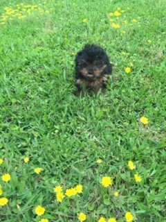 Yorkie 8 weeks Registered