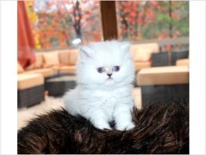 Playful Persian Kittens For New Homes