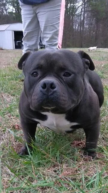 American Bully