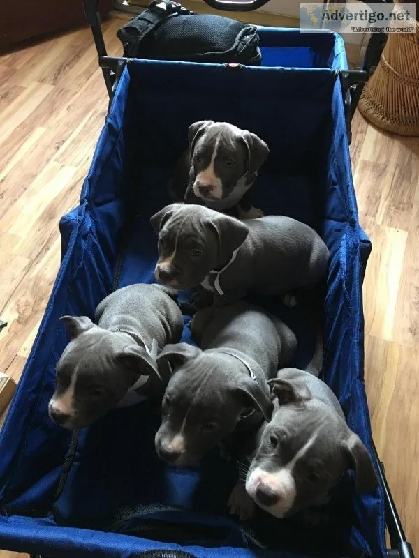 American Bullys puppies