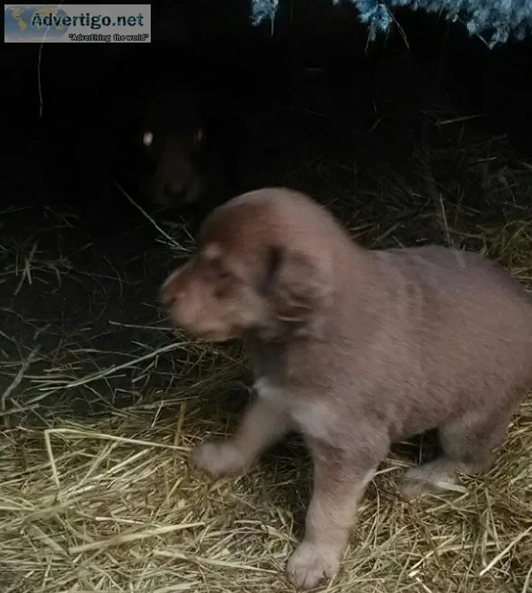 Free three pups
