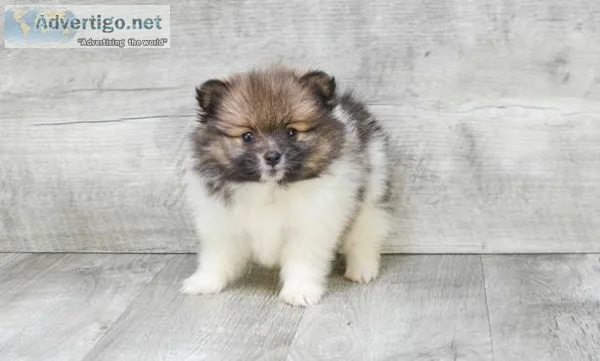 Wonderful Looking Pomeranian pup s for sale