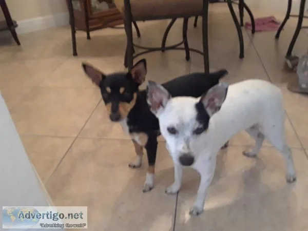 Rat terriers