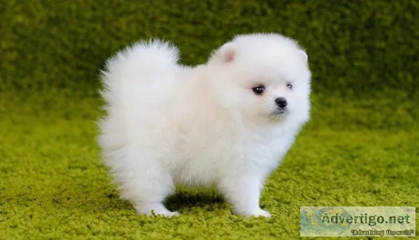 T-Cup Pomeranian puppies for sale