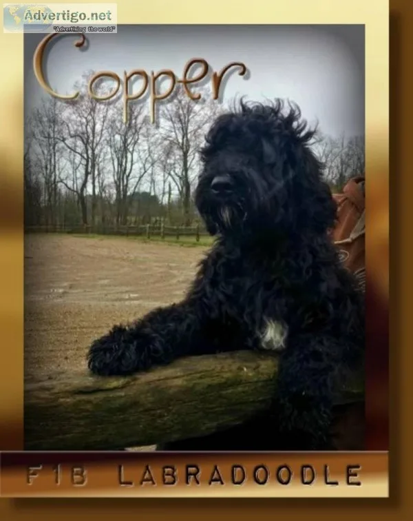 Copper Male F1B Labradoodle