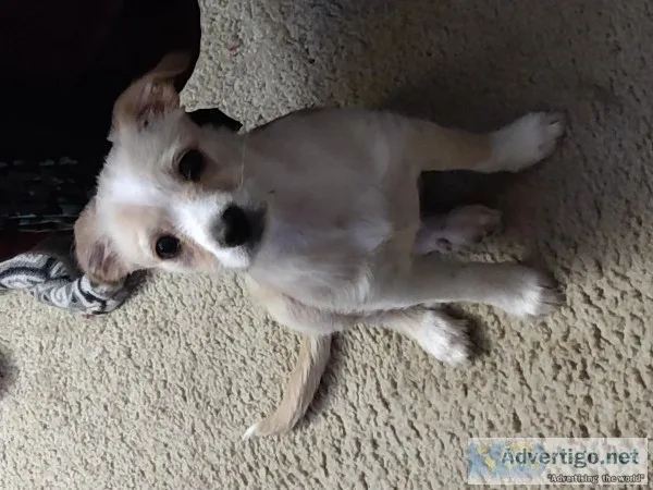 Free beautiful puppy