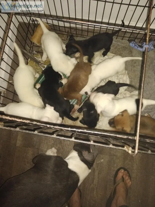 5 weeks old puppies