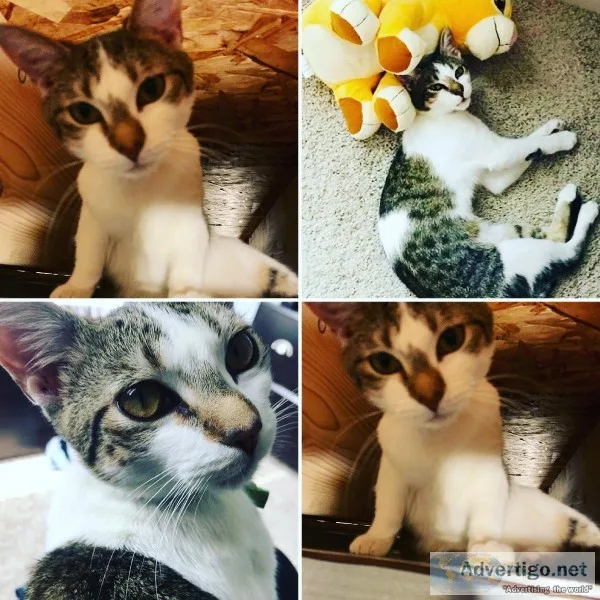 White brown tabby male cat