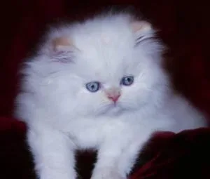 ADORABLE DOLL FACE PERSIAN KITTENS FOR ADOPTION