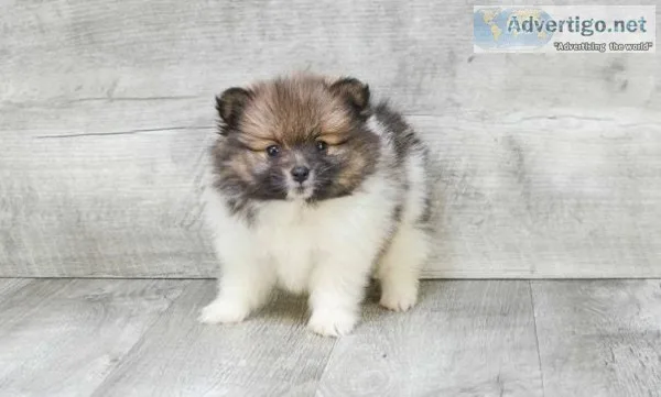 Adorable Pomeranian puppies for sale