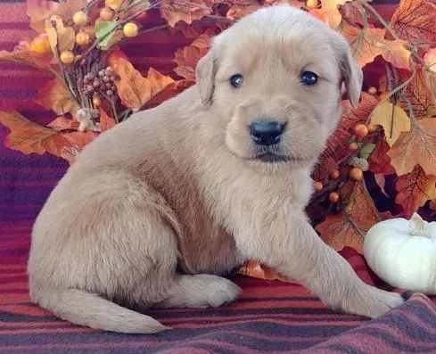was13 top quality golden retriever puppies available