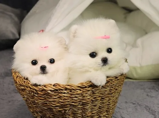  pomeranian pups text or call 0488890357