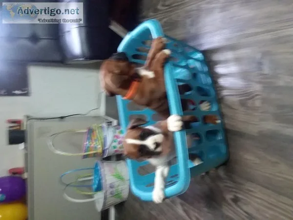 boxer pupies