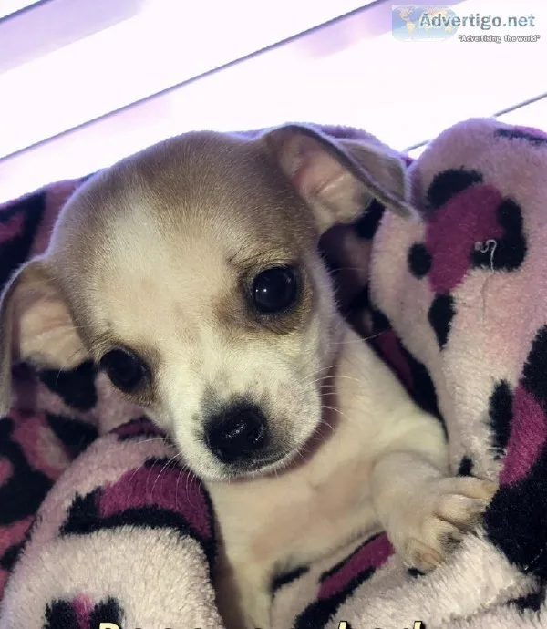 Chihuahua puppies
