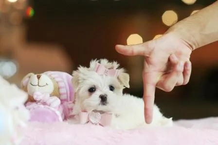 FINANCE A PUPPY LOW PAYMENT APPROX. 150 A MONTH