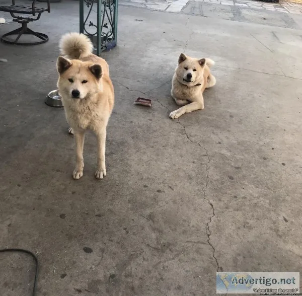 Japanese Akita puppies