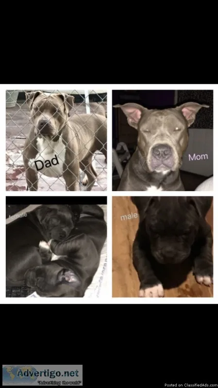 Reg. Blue pit bull puppies
