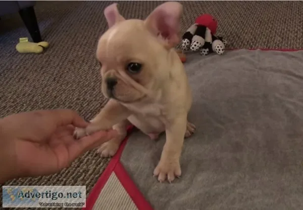 Cute French Bulldog Puppy For Sale